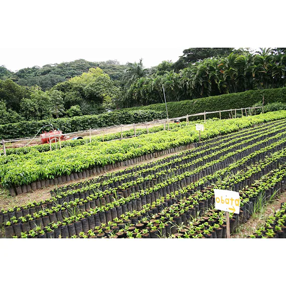Hacienda Sonora, 1000g